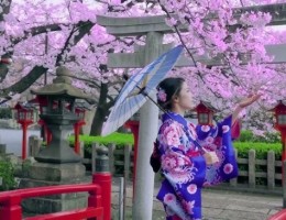 ASIA 2025 -  poca de Cherry Blossom en Japn